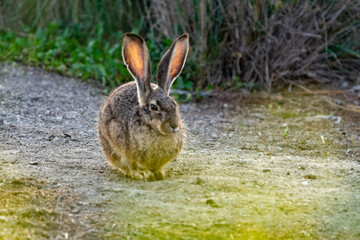 rabbit in the grass
