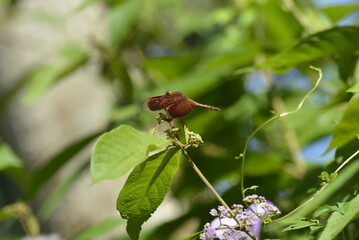 red dragonfly on a leaf