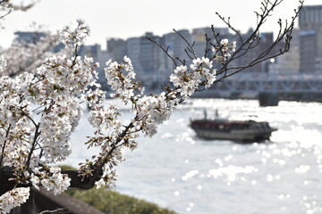 隅田川の春の風景　屋形船と桜の花