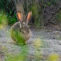rabbit in the grass