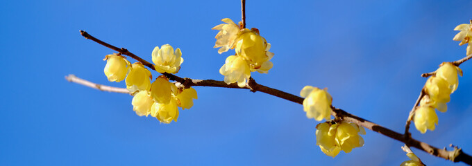 早春晴れた日の蝋梅の花（ロウバイ）