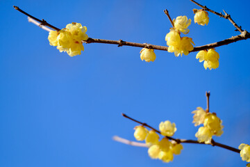 早春晴れた日の蝋梅の花（ロウバイ）