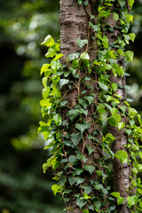 木に絡みつく蔦