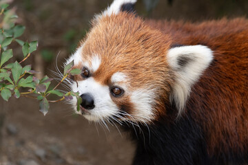 レッサーパンダ