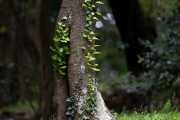 木に絡みつく蔦