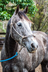 Obraz premium portrait of a horse