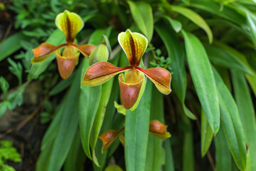 Beautiful rare wild orchids (Paphiopedilum villosum) in tropical forest of Thailand.