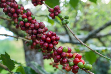 Coffee beans ripening on tree.