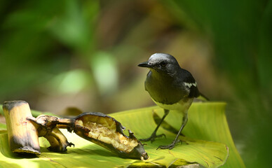 swift with eaten banana in garden