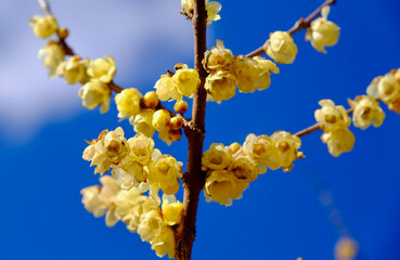 早春晴れた日の蝋梅の花（ロウバイ）