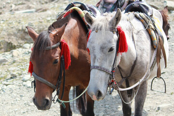 The horses waiting for the customers to arrive in Kashmir