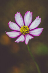 Fototapeta premium close up of pink daisy