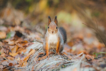 a small beautiful squirrel is looking for nuts in the autumn forest to stock up for the winter