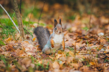 Naklejka na ściany i meble a small beautiful squirrel is looking for nuts in the autumn forest to stock up for the winter