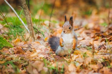 Fotobehang a small beautiful squirrel is looking for nuts in the autumn forest to stock up for the winter © Dmitrii