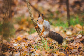 a small beautiful squirrel is looking for nuts in the autumn forest to stock up for the winter