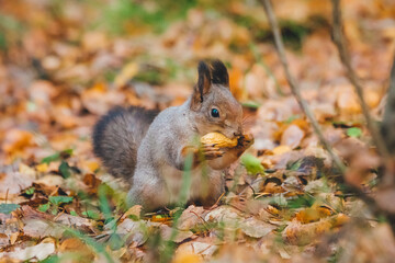 Naklejka na ściany i meble a small beautiful squirrel is looking for nuts in the autumn forest to stock up for the winter