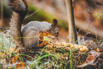 a small beautiful squirrel is looking for nuts in the autumn forest to stock up for the winter
