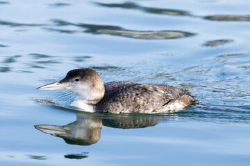 Loon on the water