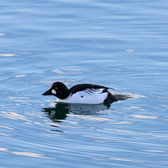 Goldeneye on the water