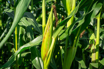 Corncobs covered with green leaves in the field