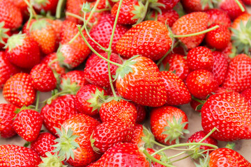 いちご狩りで採れたての苺