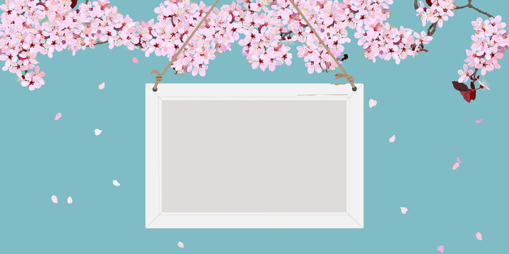 Cherry blossoms in full bloom and hanging whiteboard. mockup, copy space, vector illustration, announcement, message, sign, flyer, poster, website, banner, header, spring flower, celebration, graphic,