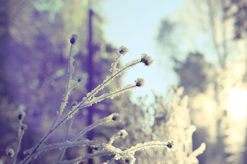 A calm, frozen winter scene. Amazing nature background. Frozen grass at sunrise close up