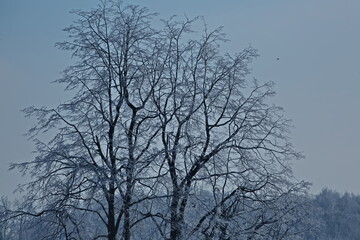 Frosty day on the outskirts of Moscow.