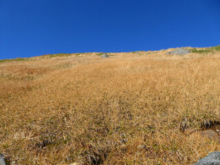 草紅葉と青空