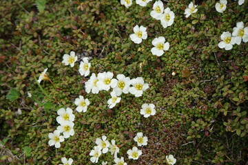 鳥海山のイワウメ