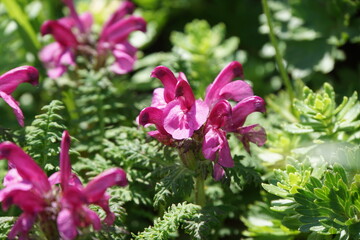 ミヤマシオガマ