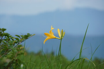 ニッコウキスゲ