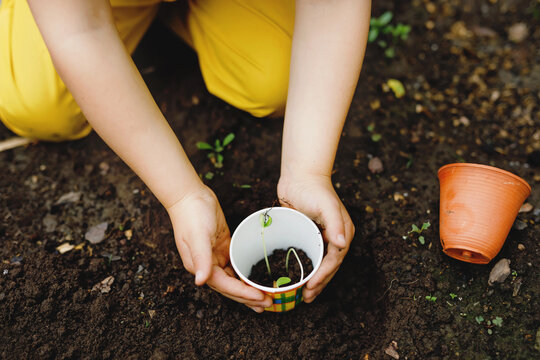 Close-up of hands of little preschool girl planting seedlings of sunflowers in garden. Toddler child learn gardening, planting and cultivating flower and plant. Kids and ecology, environment concept.