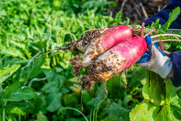 Fresh ruby fruit radish pulled from vegetable garden