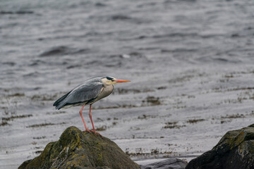 The grey heron (Ardea cinerea)