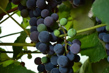 photo of an unripe grape vine