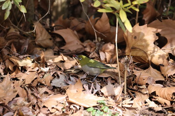 遊んでいるメジロの写真