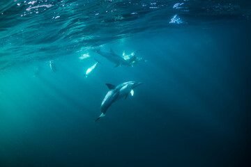 Underwater photo of wild dolphins, Australia