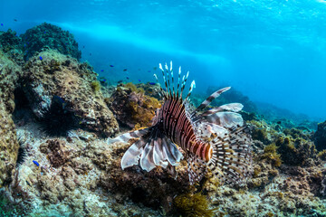 Lionfish swimming in the crystal-clear water, Byron Bay Australia