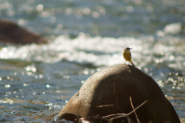 A bird on a stone on a landscape background     