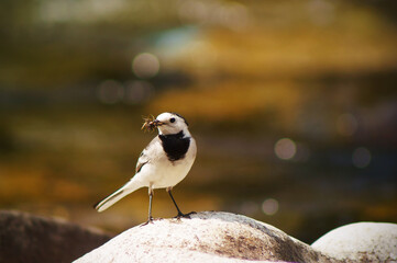 A bird on a stone on a landscape background     