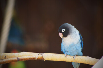 Blue parrot on a branch on a blurry background