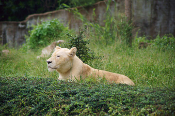 Lioness in the grass, resting lioness                               