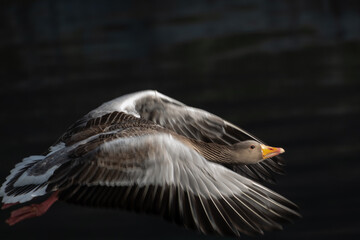 The Greylag Goose (Anser anser)