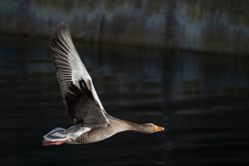 The Greylag Goose (Anser anser)