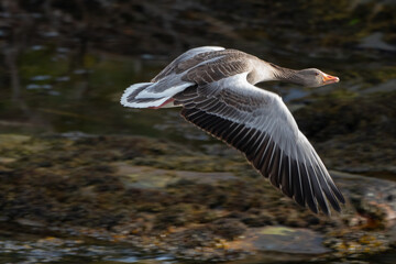 The Greylag Goose (Anser anser) - obrazy, fototapety, plakaty