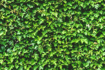 Close-up, Texture green buxus hedge. Hedgerow backdrop.
