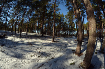 Snow-covered winter forest. Frosty day in a pine forest
