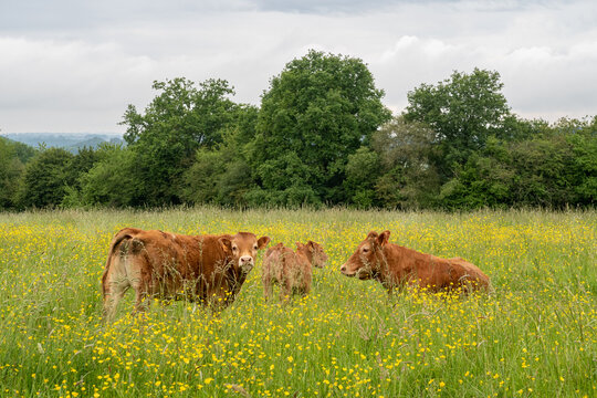 La campagne mayennaise